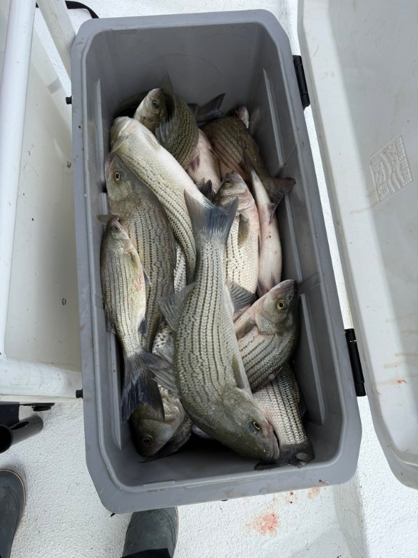 Gray cooler filled with freshly caught striped bass on a boat deck
