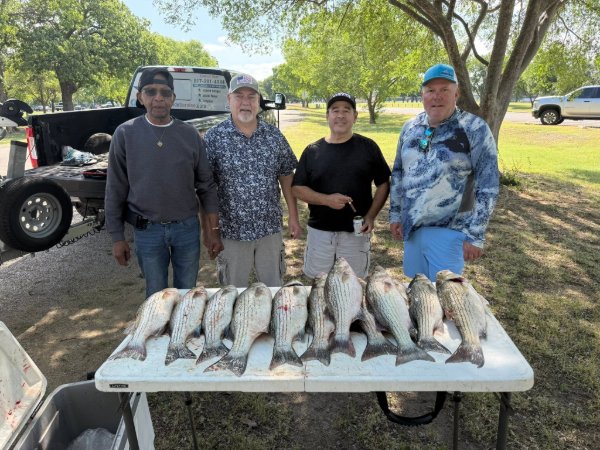 Four smiling anglers standing behind a table displaying their striped bass catch outdoors.