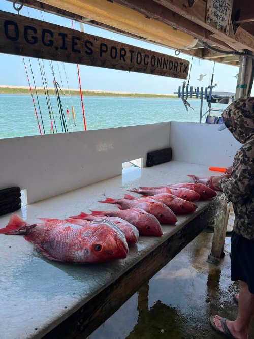 Row of freshly caught red snapper displayed on cleaning table at Froggies dock in Port OConnor, Texas